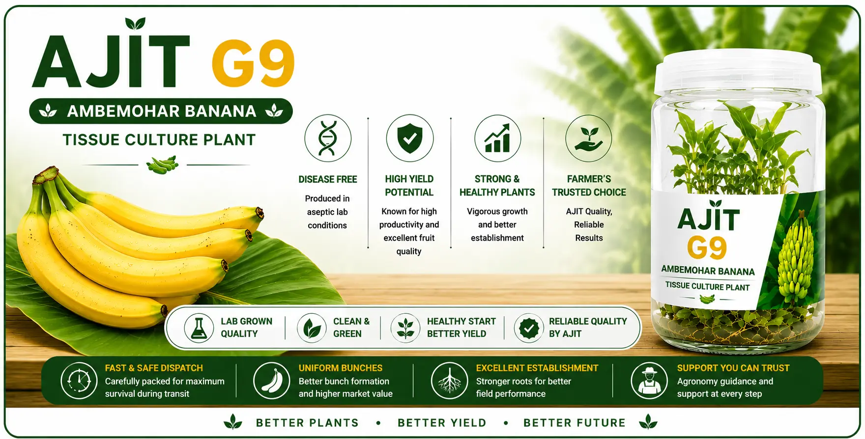 अजीत G9 अंबेमोहर केला tissue culture plants