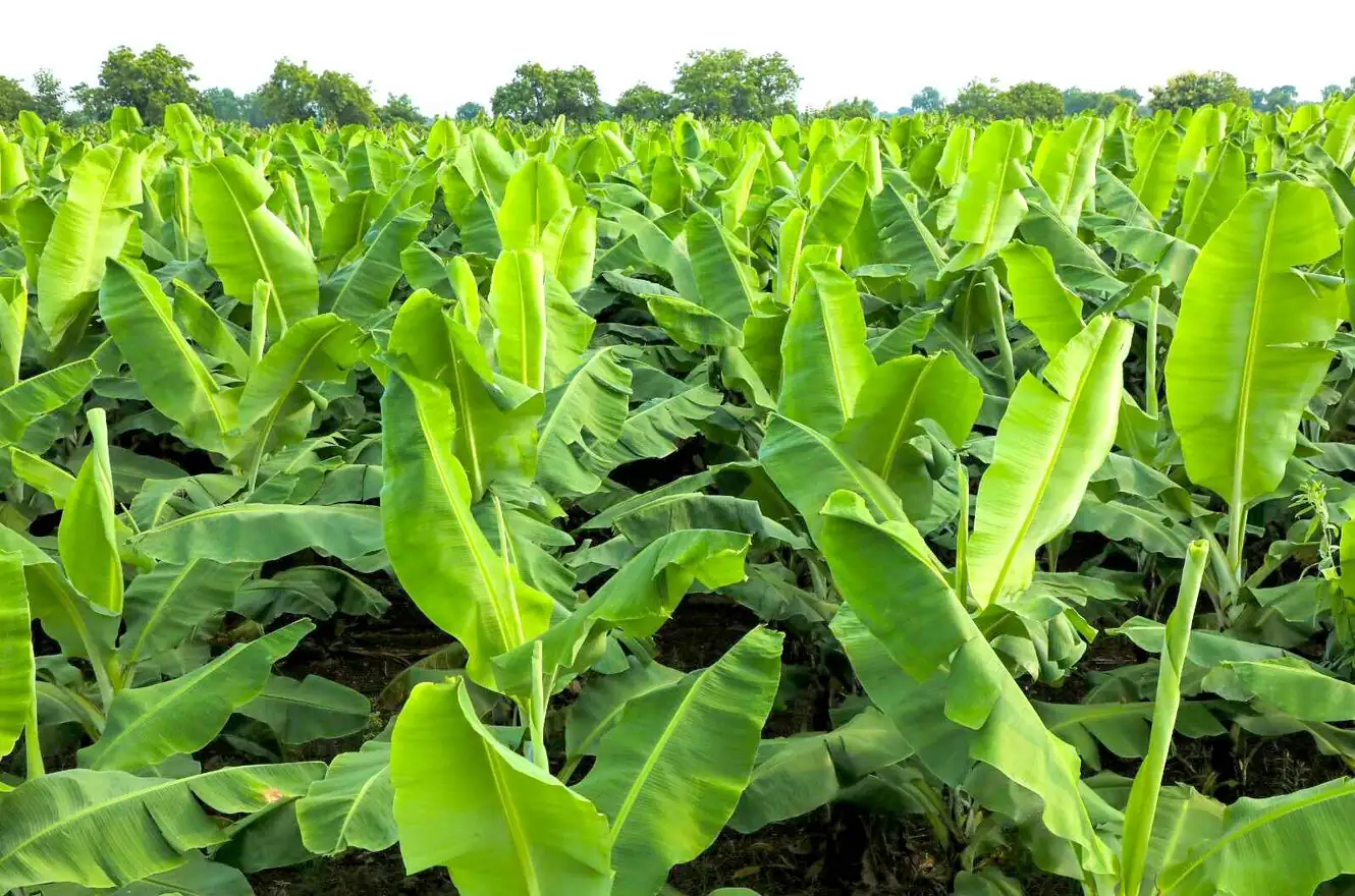 टिश्यू कल्चर केळी रोपे supplied by Khandesh Agro Agency