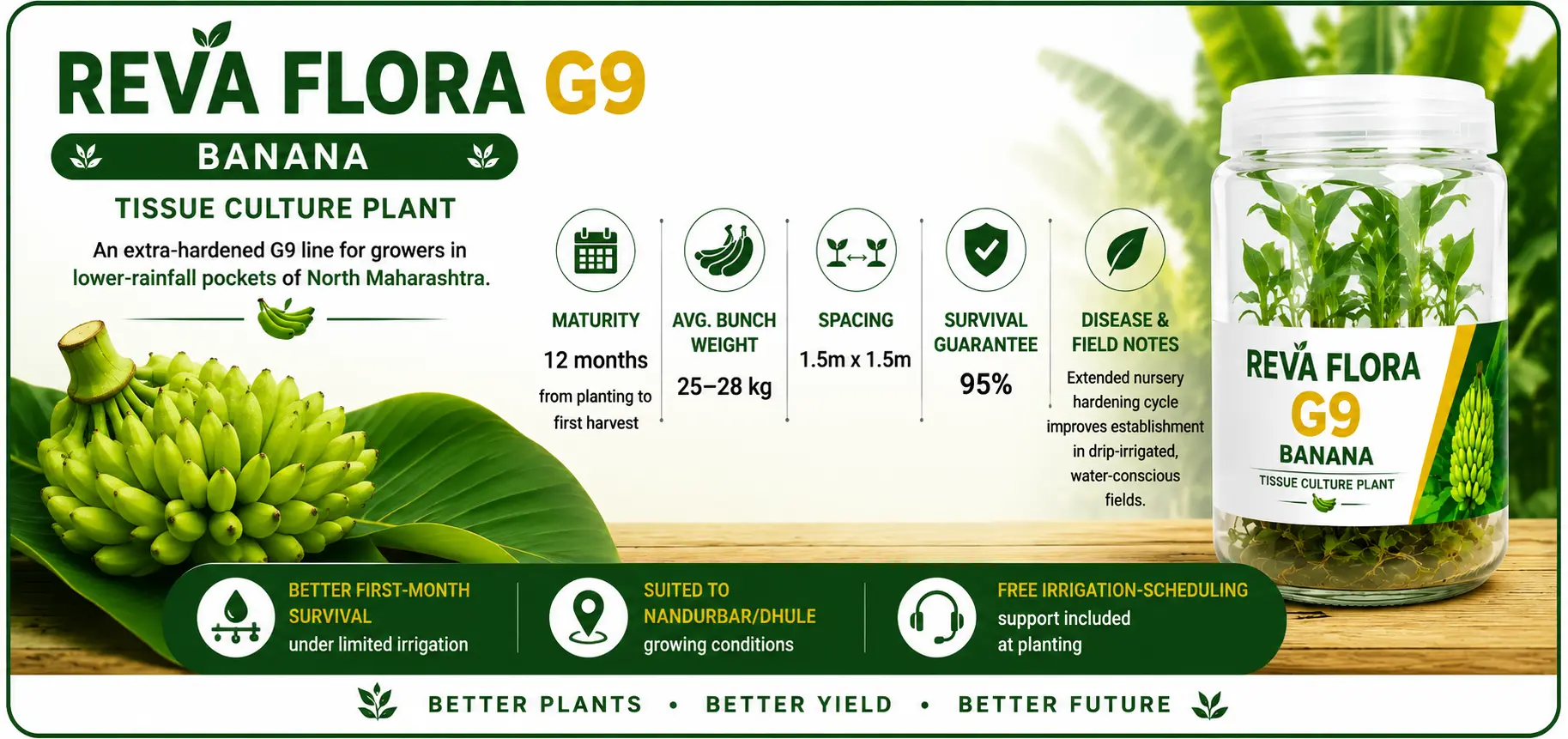 रेवा फ्लोरा G9 केला tissue culture plants