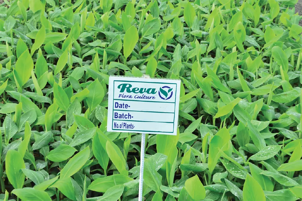 रेवा फ्लोरा G9 केला tissue culture plants