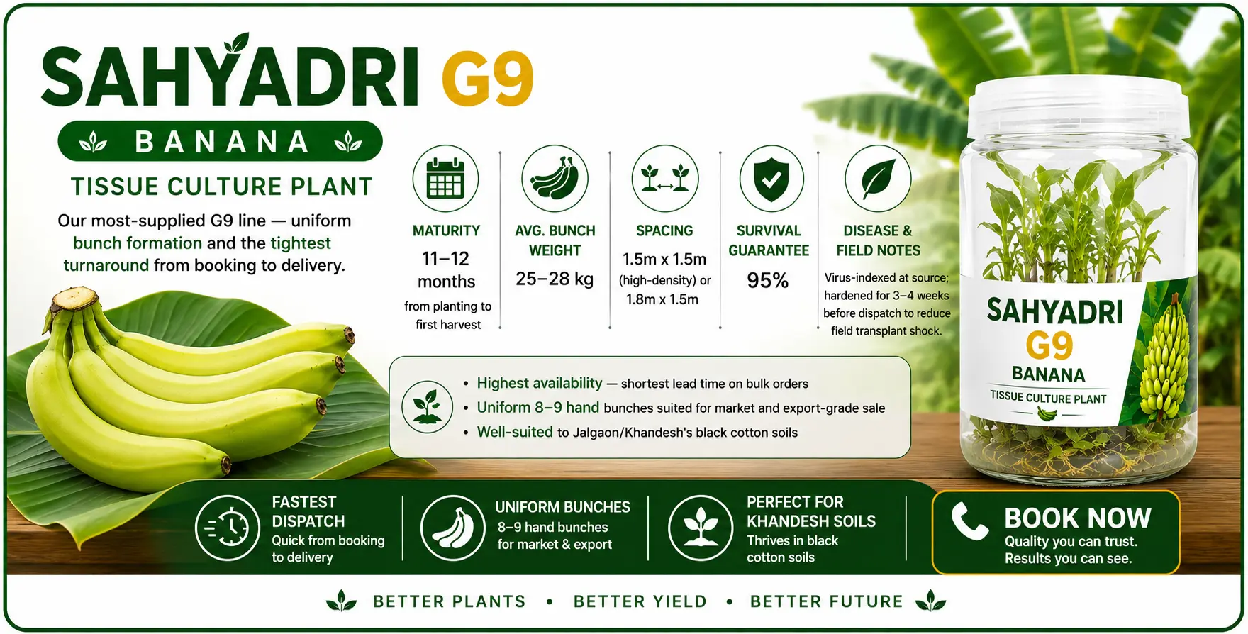 सह्याद्री G9 केला tissue culture plants